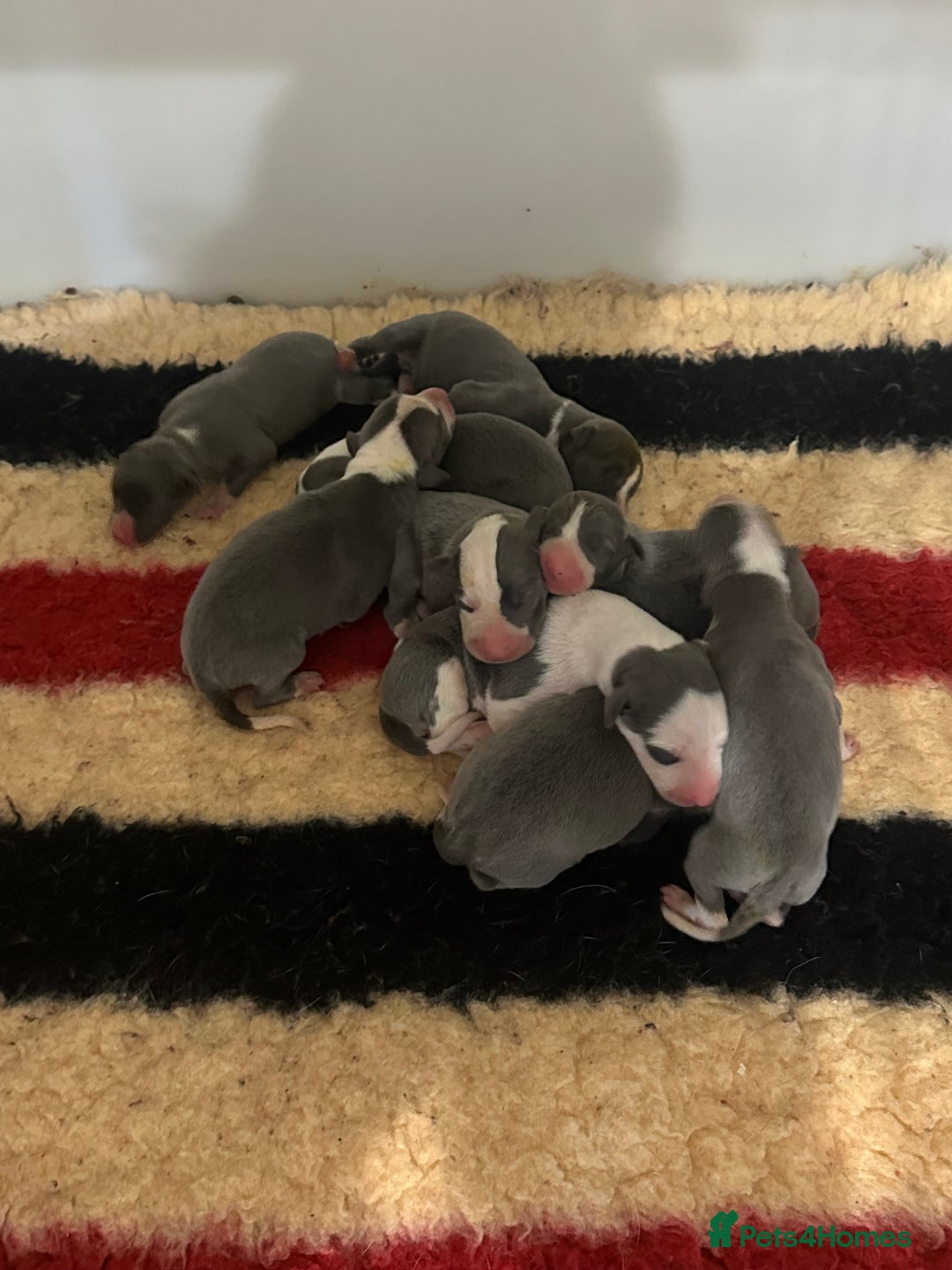 Whippet dogs for sale: Kc reg whippets Hear and eye tested parents  - Image 5