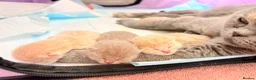 British Shorthair cats for sale: Beautiful British Shorthair Kittens-Rare colours - Advert 22