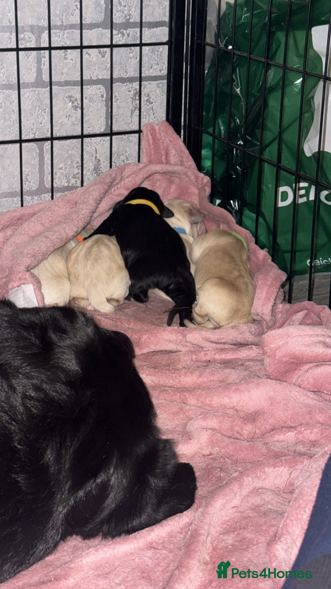 Labrador Retriever dogs for sale: 9 stunning Labrador puppies  - Image 8
