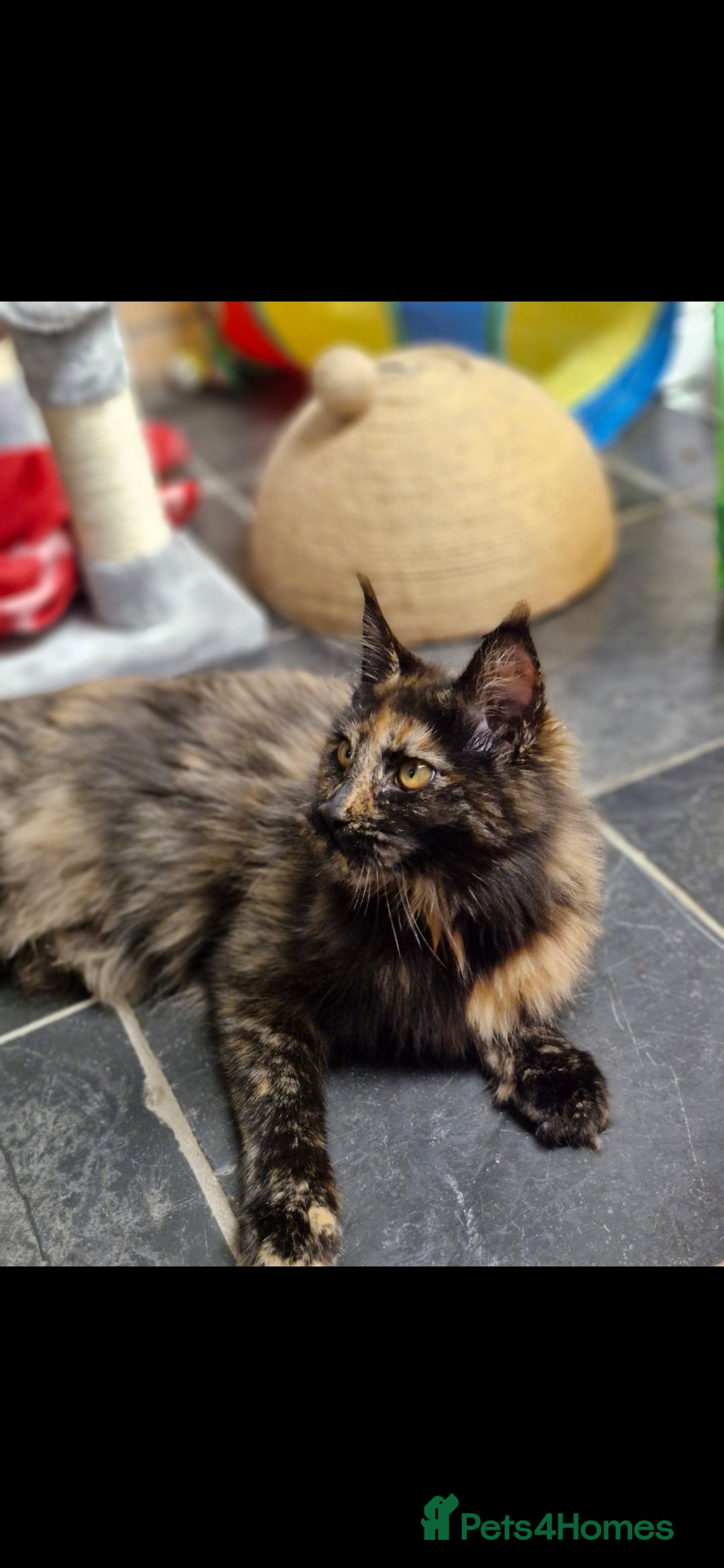 Maine Coon cats for sale: Maine coons Nellie & Dollie to stay as a pair.  - Advert 13