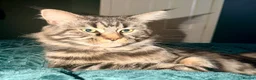 Maine Coon cats for sale: Maine Coon  in Craigavon - Advert 1