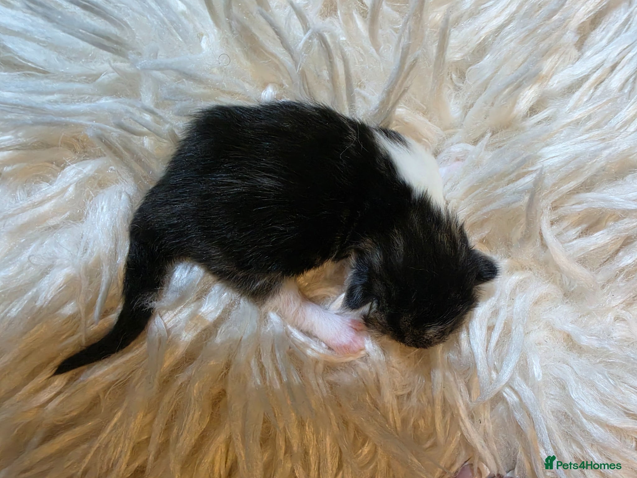 Persian cats for sale: Beautiful Persian Mix Kittens - Advert 22