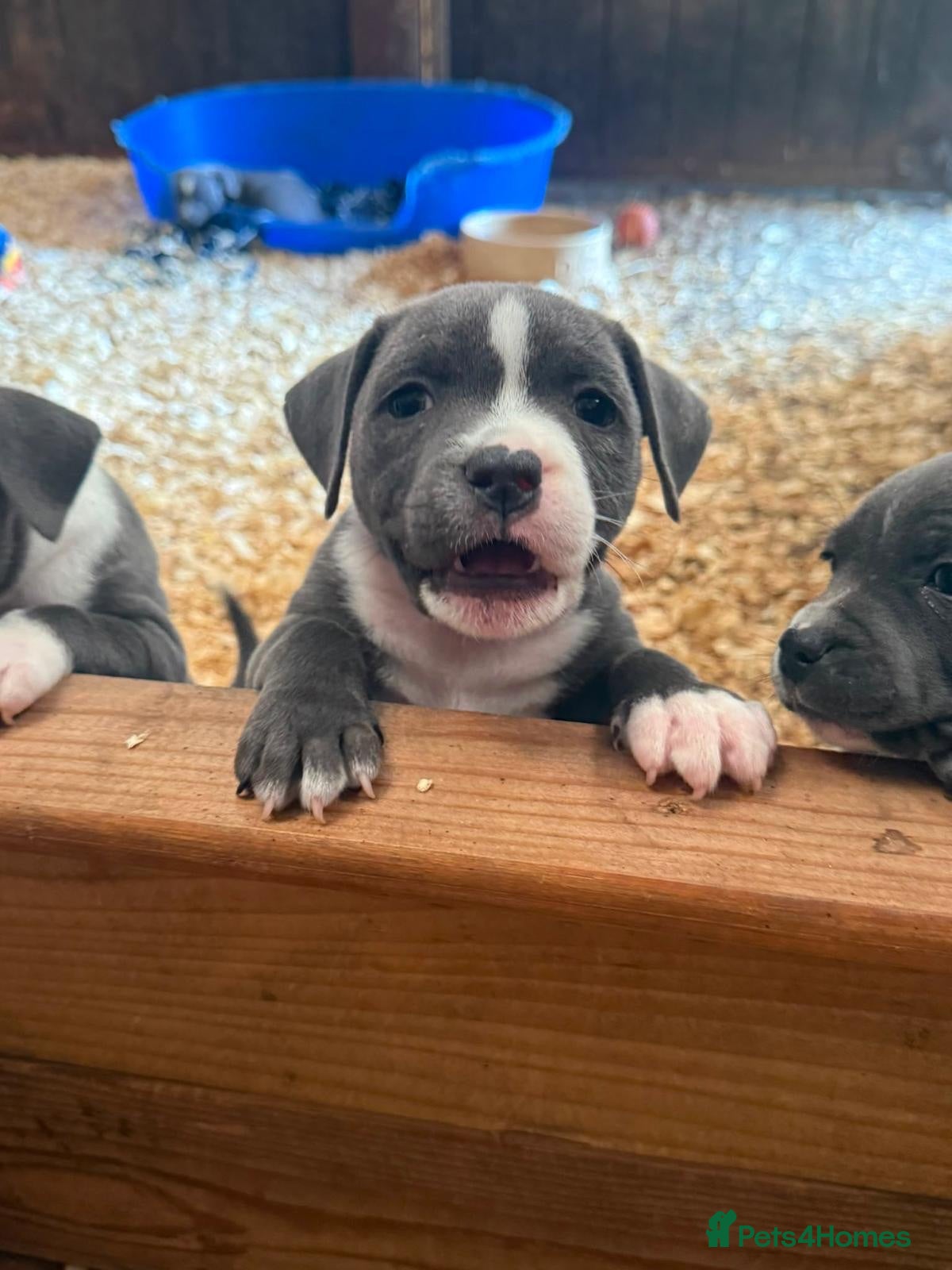 Staffordshire Bull Terrier dogs Lovely Staffordshire Bull Terrier Pups - Advert 1