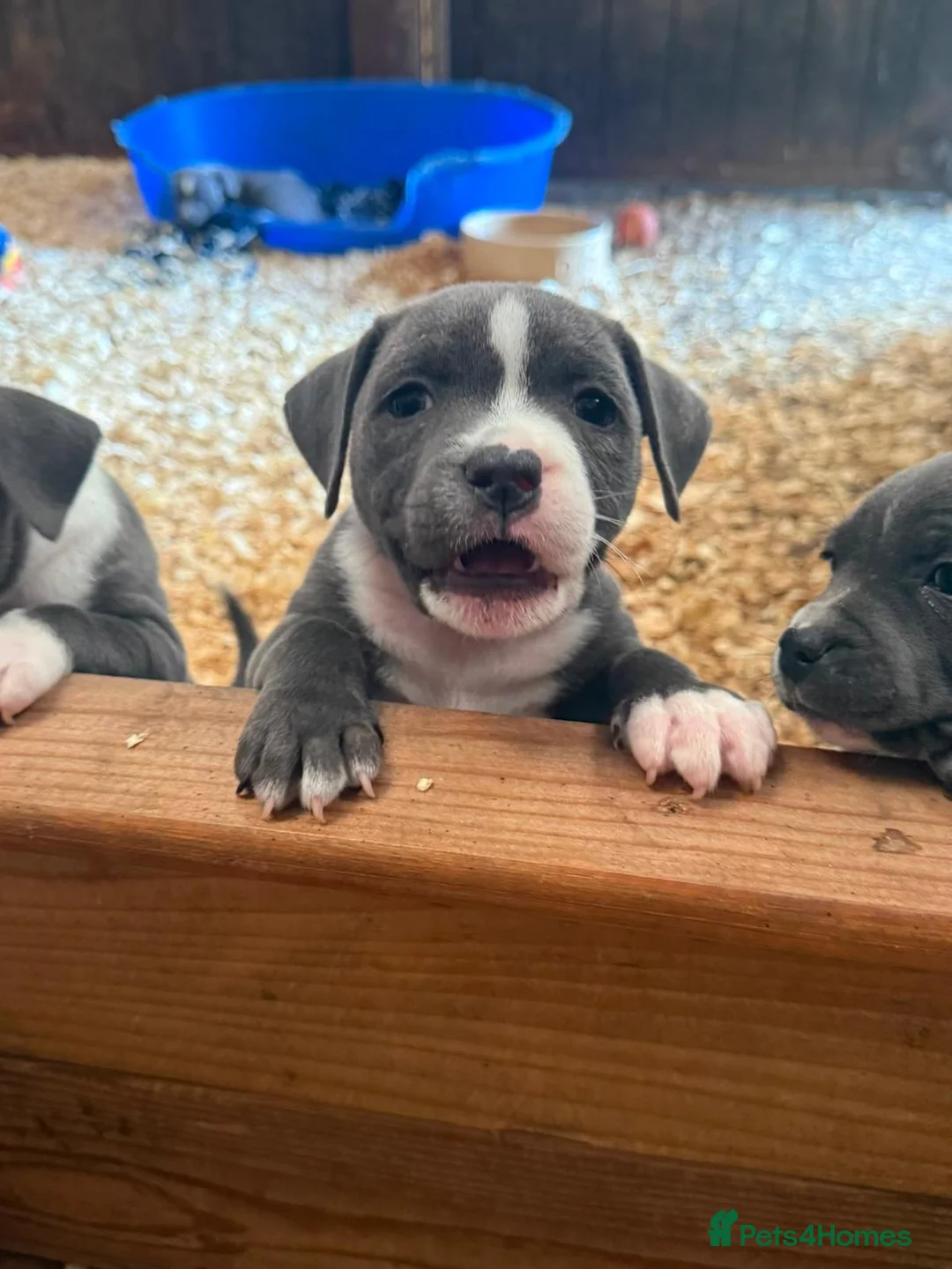 Staffordshire Bull Terrier dogs for sale: Lovely Staffordshire Bull Terrier Pups - Advert 1