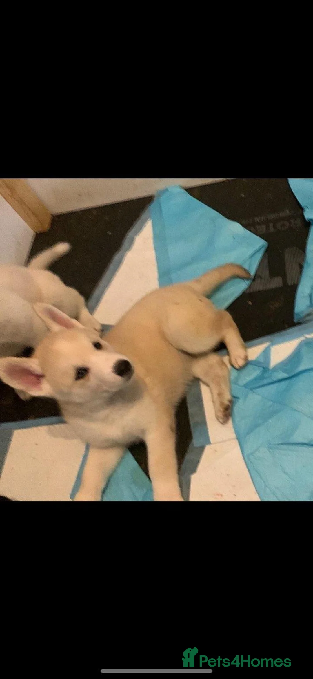 Huskita dogs for sale: Last puppy for sale!! in Bolton - Advert 5