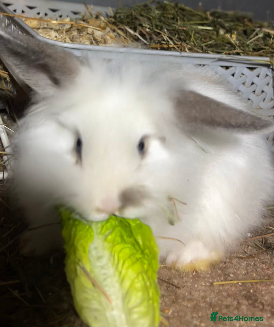 Mixed Breed rabbits for sale: Baby lion head and lop mix  - Advert 5