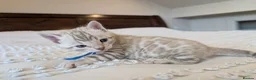 Bengal cats for sale: 🖤🩶🤍 BEAUTIFUL BENGAL KITTENS 🤍🩶🖤 - Advert 18
