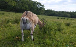 Goats livestock for sale: Rare breed English Grade A female Goats for sale - Image 5