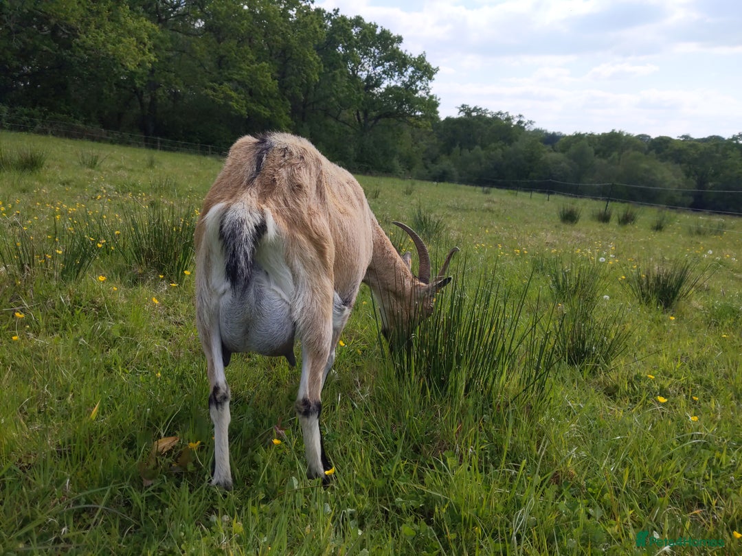 Goats livestock for sale: Rare breed English Grade A female Goats for sale - Image 5