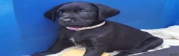 Labrador Retriever dogs for sale: Black Labrador puppies ready for homes Sunday 25th - Advert 10