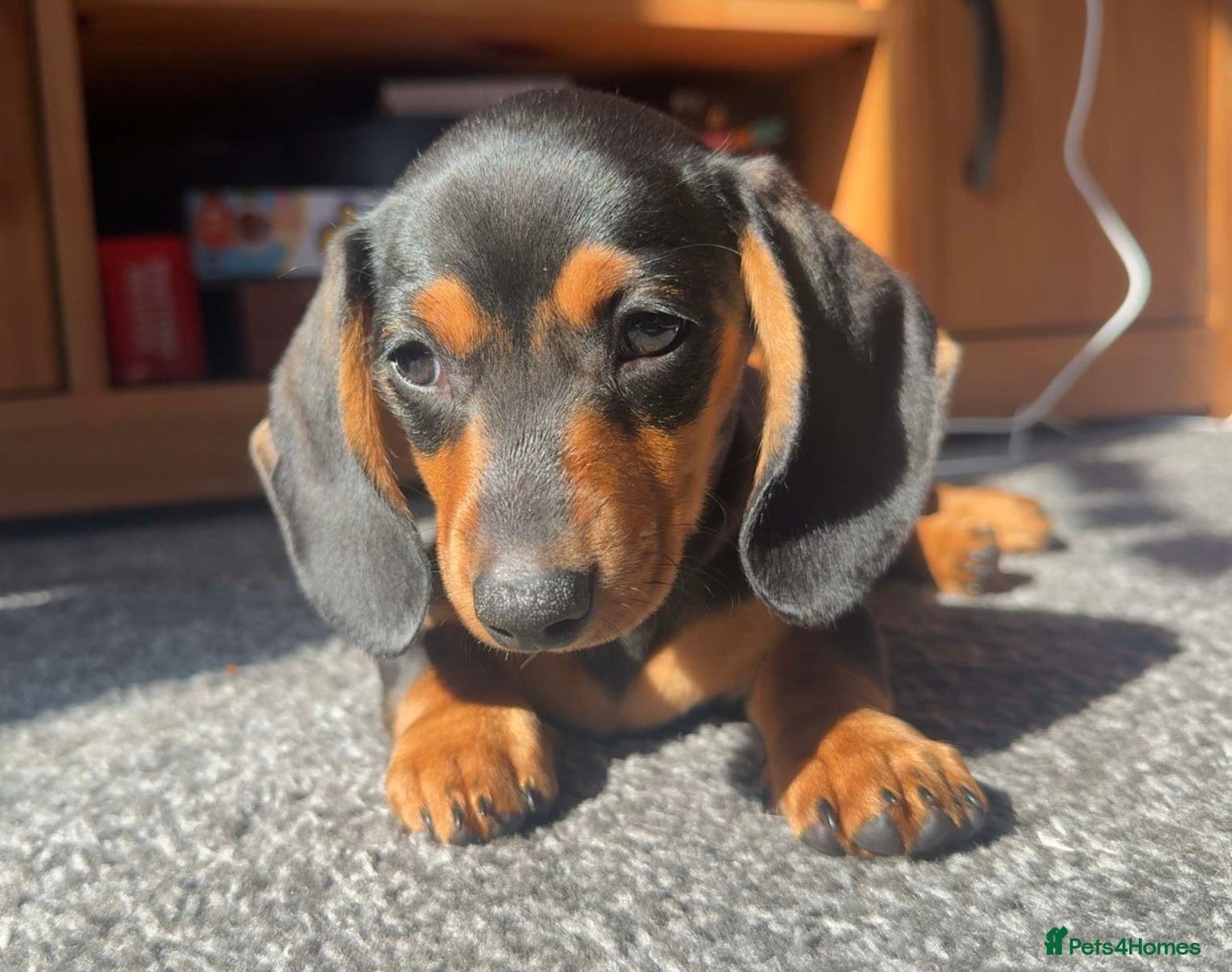 Miniature Dachshund dogs (READY TO LEAVE NOW) Miniature dachshund puppy  - Advert 13