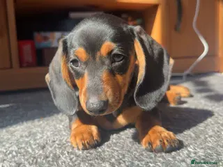 Miniature Dachshund dogs (READY TO LEAVE NOW) Miniature dachshund puppy - Advert 13