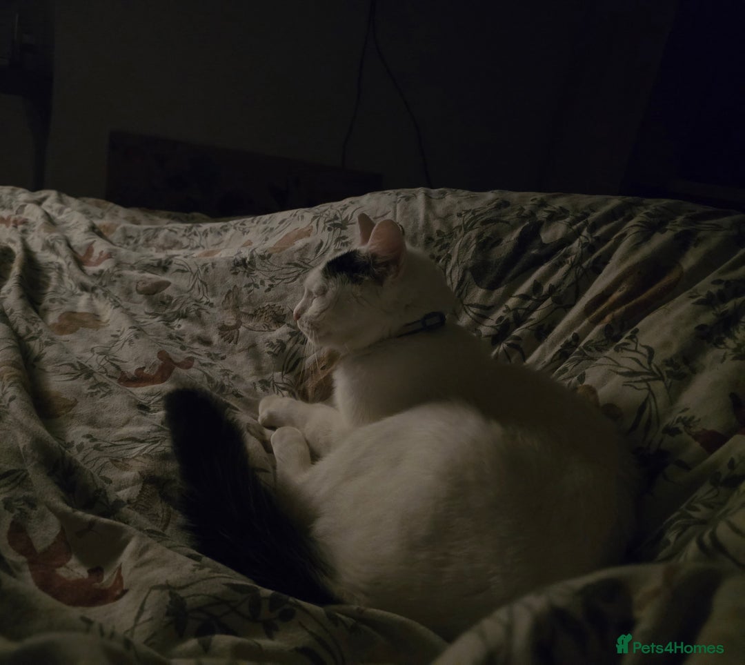Mixed Breed cats for sale: Loki & Nova - Image 11