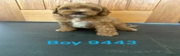 Cavapoo dogs for sale: Cavapoo pups F1 reds parent's DNA TESTED  - Advert 3
