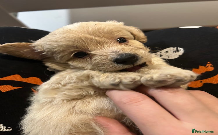 Shihpoo dogs - Advert 3