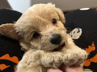 Shihpoo dogs - Advert 5