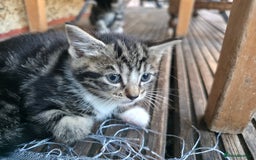 Mixed Breed cats for sale: Cute Kittens for sale (ASAP) - Image 16