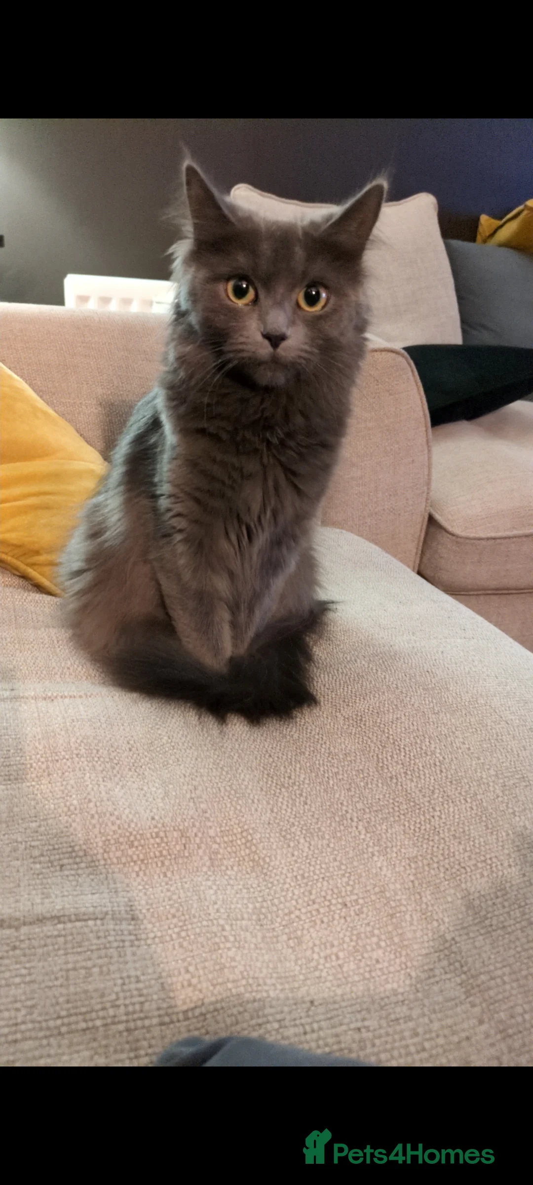 Persian cats for sale: Beautiful Persian/ Norwegian forest kittens  - Advert 8