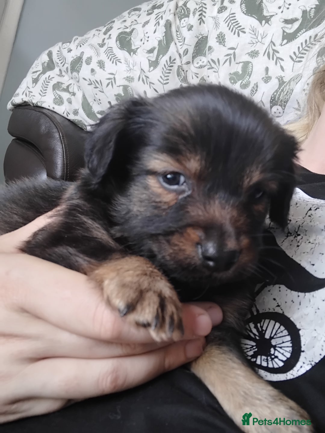 Mixed Breed dogs for sale: Lovely little jackapom puppies  - Image 12