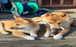 Japanese Shiba Inu dogs for sale: 🧡🦊Stunning KC Shiba Inu female ready now!🧡🦊 - Image 16