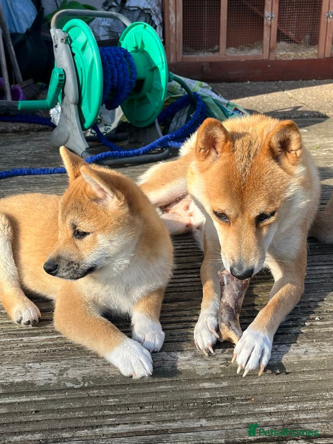 Japanese Shiba Inu dogs for sale: 🧡🦊Stunning KC Shiba Inu female ready now!🧡🦊 - Image 16