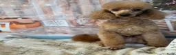 Toy Poodle dogs for sale: KC Reg, H/T Proven Red Toy Poodle - Advert 2