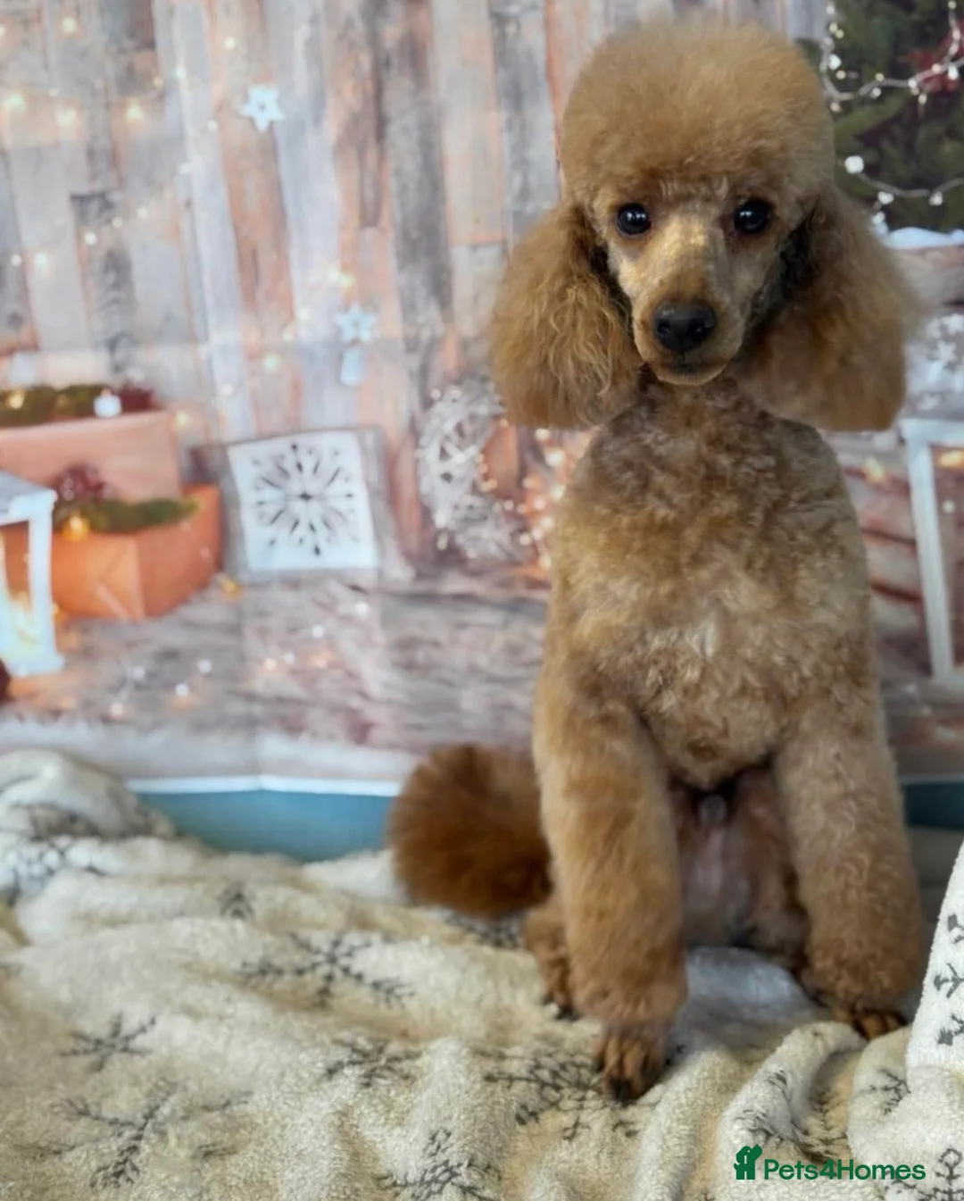 Toy Poodle dogs for sale: KC Reg, H/T Proven Red Toy Poodle - Advert 2