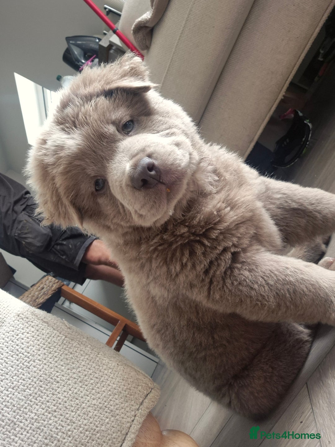 Mixed Breed dogs for sale: Chowxfrenchie Ready for new homes** - Image 25
