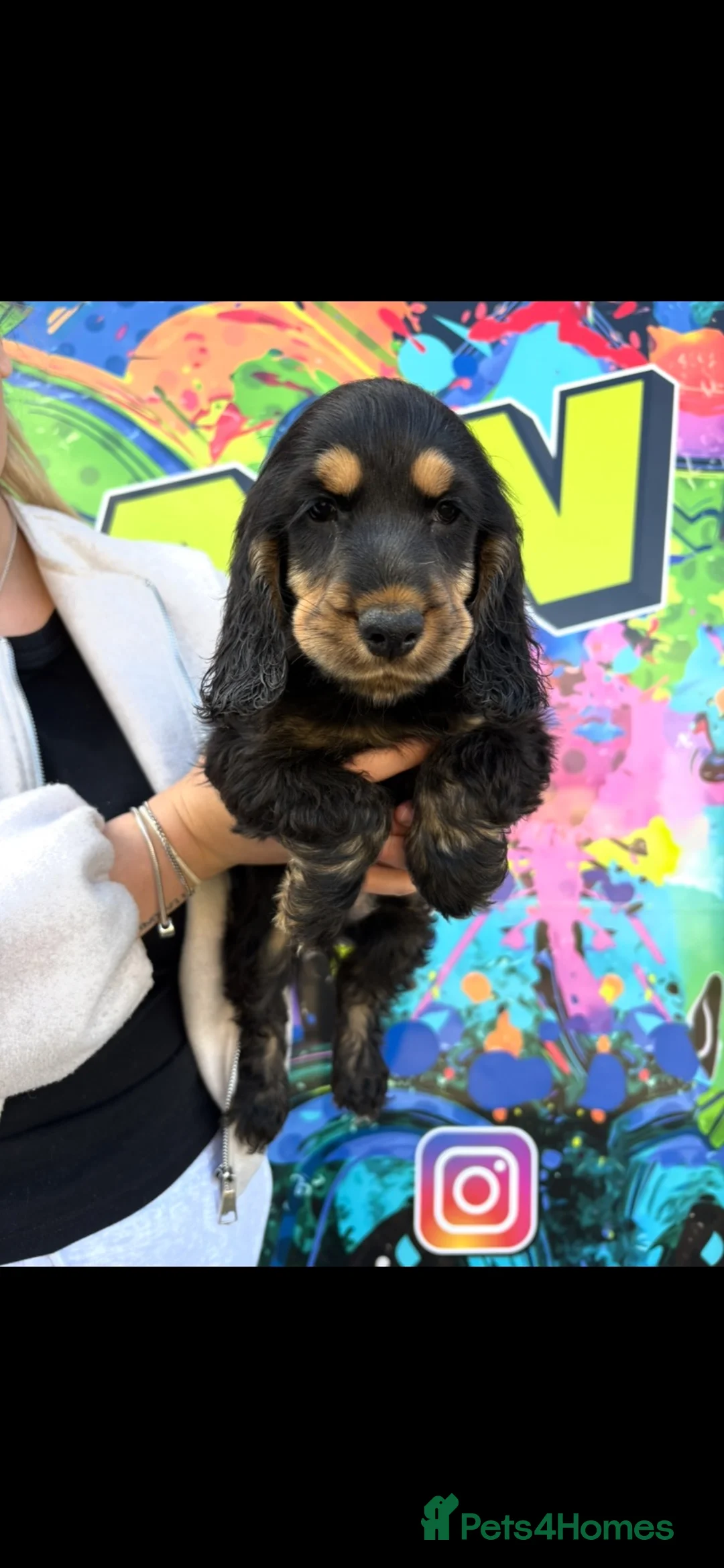 Cocker Spaniel dogs for sale: Beautiful cocker spaniel boys in Edinburgh - Advert 2