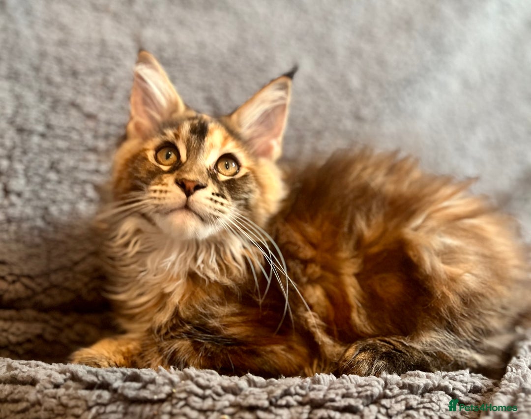 Maine Coon cats for sale: *READY* Stunning Tica Maine Coons - Image 21