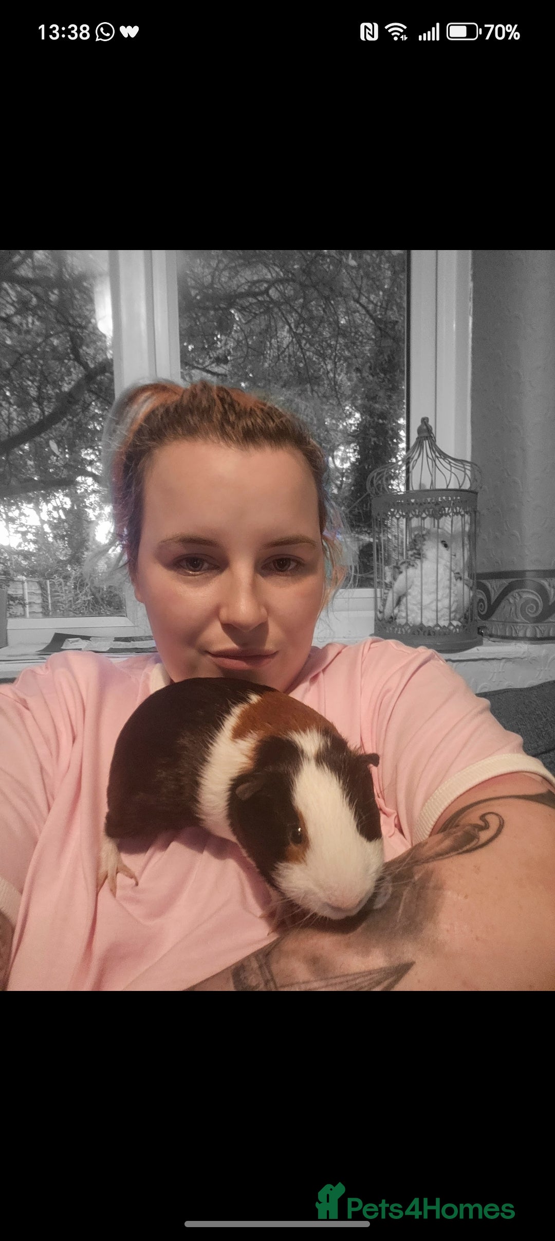 Guinea Pig rodents for sale: Male Guinea Pig needing single pig home - Advert 3