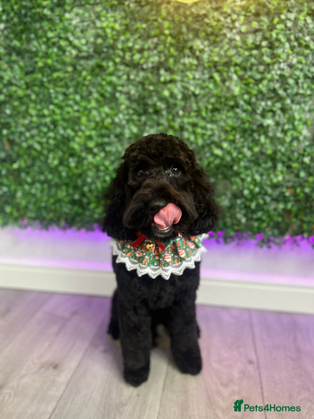 Cockapoo dogs for sale: Female Cockapoo looking for new home - Advert 4
