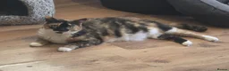 Jack Russell dogs for adoption: 💔 HEARTBREAKING STORY 💔 Jack Russell & cat  - Advert 3