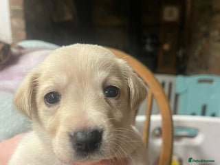 Labrador Retriever dogs Adorable Labrador puppies - Advert 4