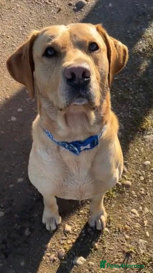 Labrador Retriever dogs Fox red Labrador for stud *first time* - Advert 1