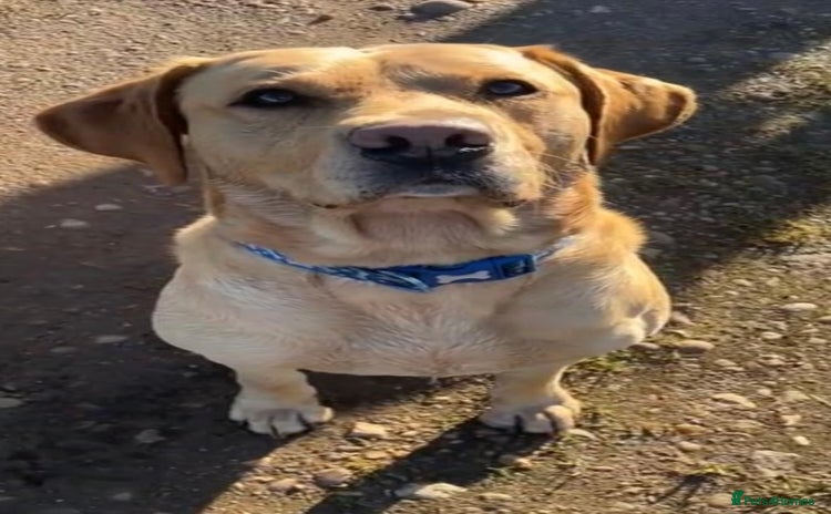 Labrador Retriever dogs - Advert 8