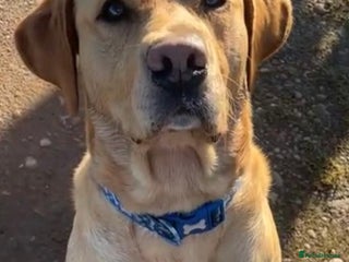 Labrador Retriever dogs - Advert 23