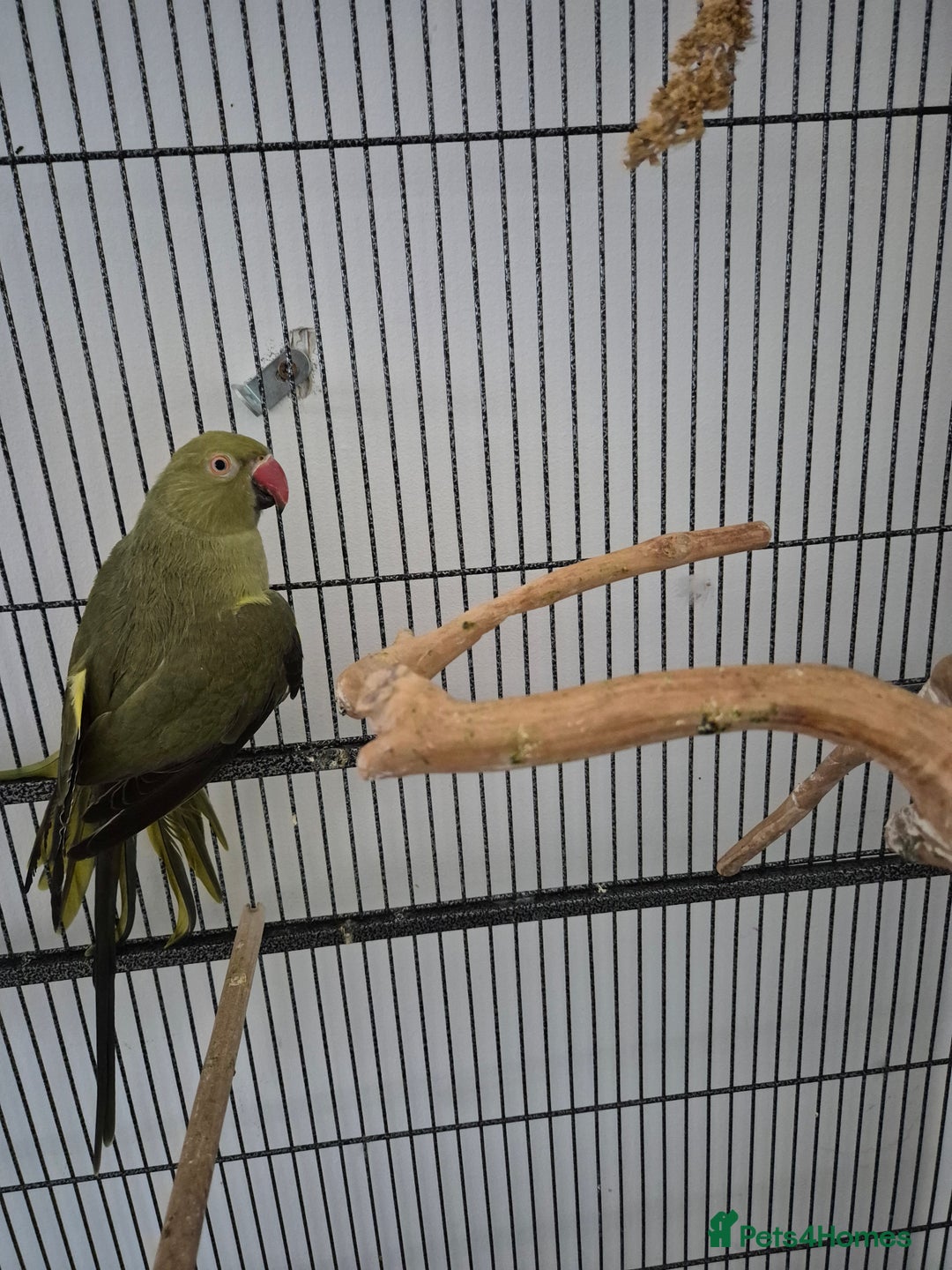 Parrots birds for sale: Young ringneck parrot for sale  - Image 1
