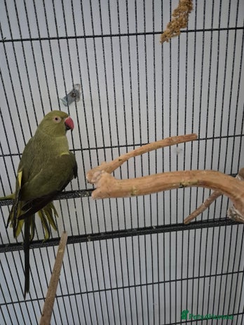 Parrots birds - Advert 1
