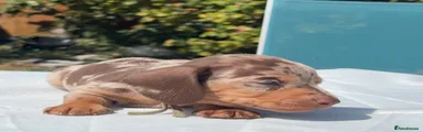 Miniature Dachshund 1