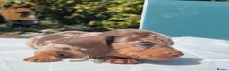 Miniature Dachshund dogs for sale: Beautiful mini dachshund  in Tilbury - Advert 5