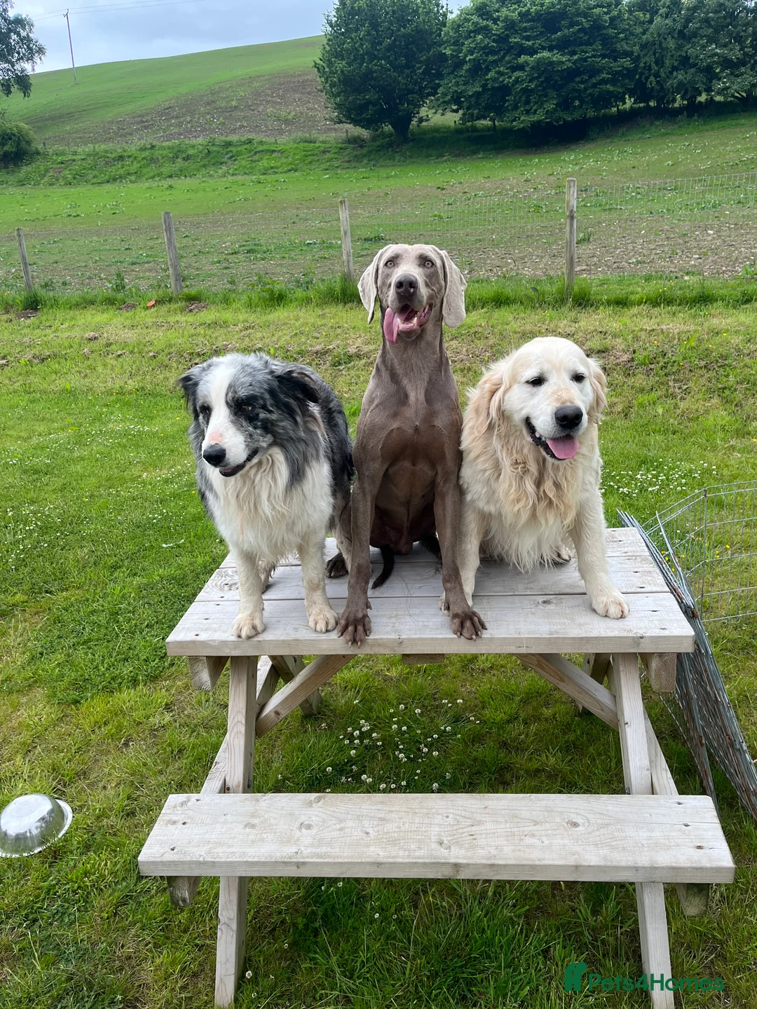 Weimaraner dogs for stud: Imported KC Working Weimaraner Stud - Advert 2