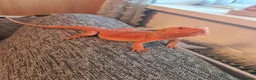 Bearded Dragon reptiles for sale: Bearded dragon orange  in Chester-le-Street - Advert 5