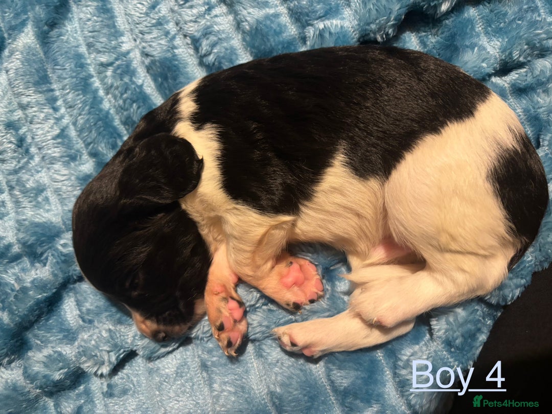 English Springer Spaniel dogs for sale: ✨ KC Registered English Springer Spaniel Puppies ✨ - Advert 28