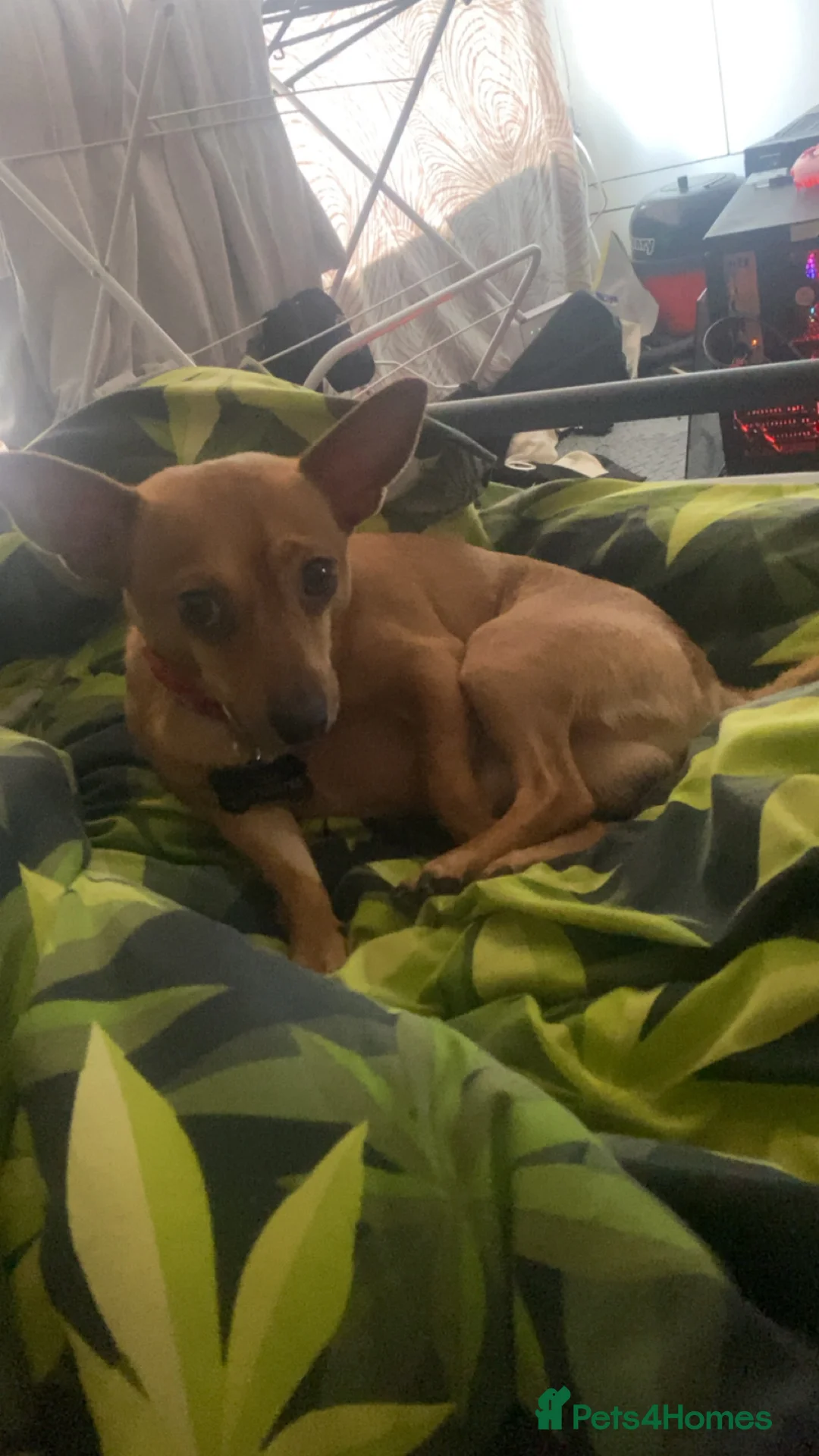 Jack Chi dogs for sale: Opie  - Advert 2