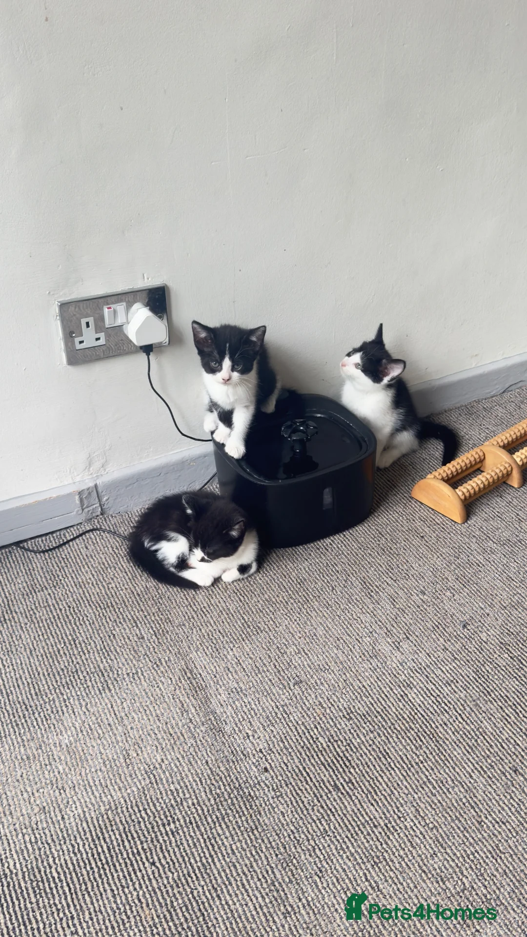 Mixed Breed cats for sale: 5 beautiful kittens  - Advert 2