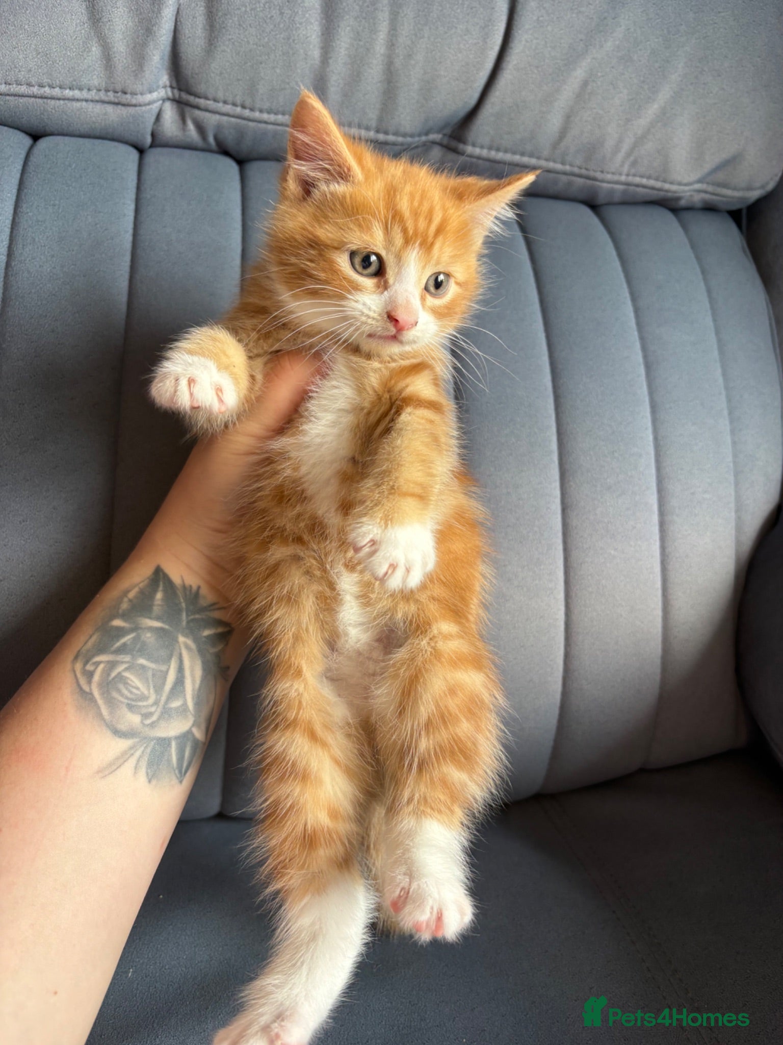 Mixed Breed cats 1 kitten left for sale  - Advert 1