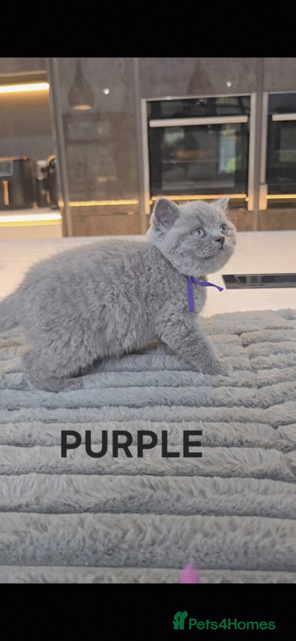 British Shorthair cats PEDIGREE BRITISH SHORTHAIR KITTENS - Advert 6