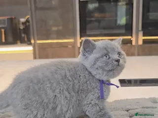 British Shorthair cats PEDIGREE BRITISH SHORTHAIR KITTENS - Advert 6