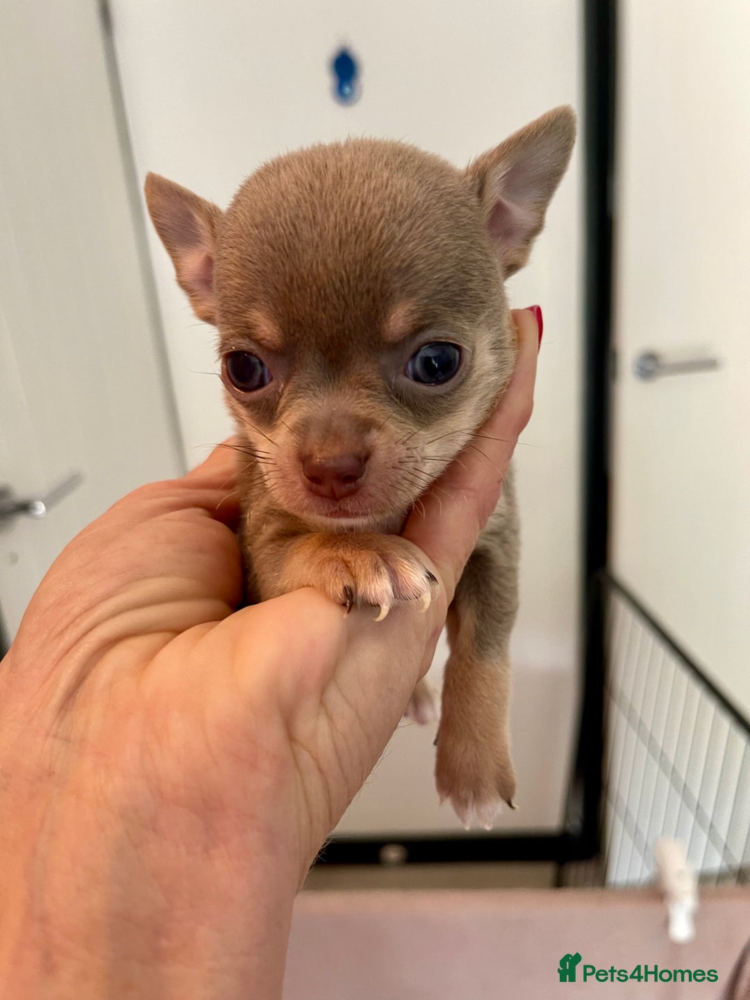 Chihuahua dogs for sale: Stunning KC Chihuahua puppies 🇬🇧 bloodlines - Image 16